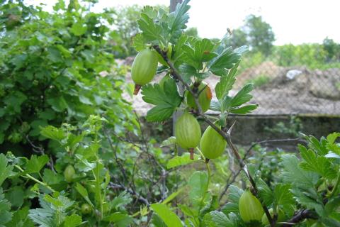 Крыжовник собирают днём после высыхания росы для лучшего хранения урожая Крыжовник собирают днём после высыхания росы для лучшего хранения урожая