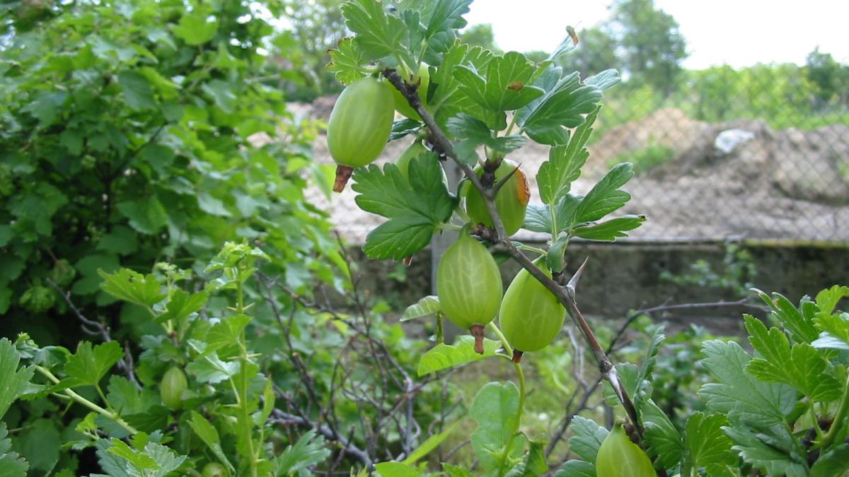 Крыжовник Крыжовник
