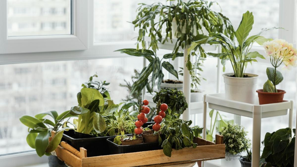 Рассада на подоконнике Рассада на подоконнике