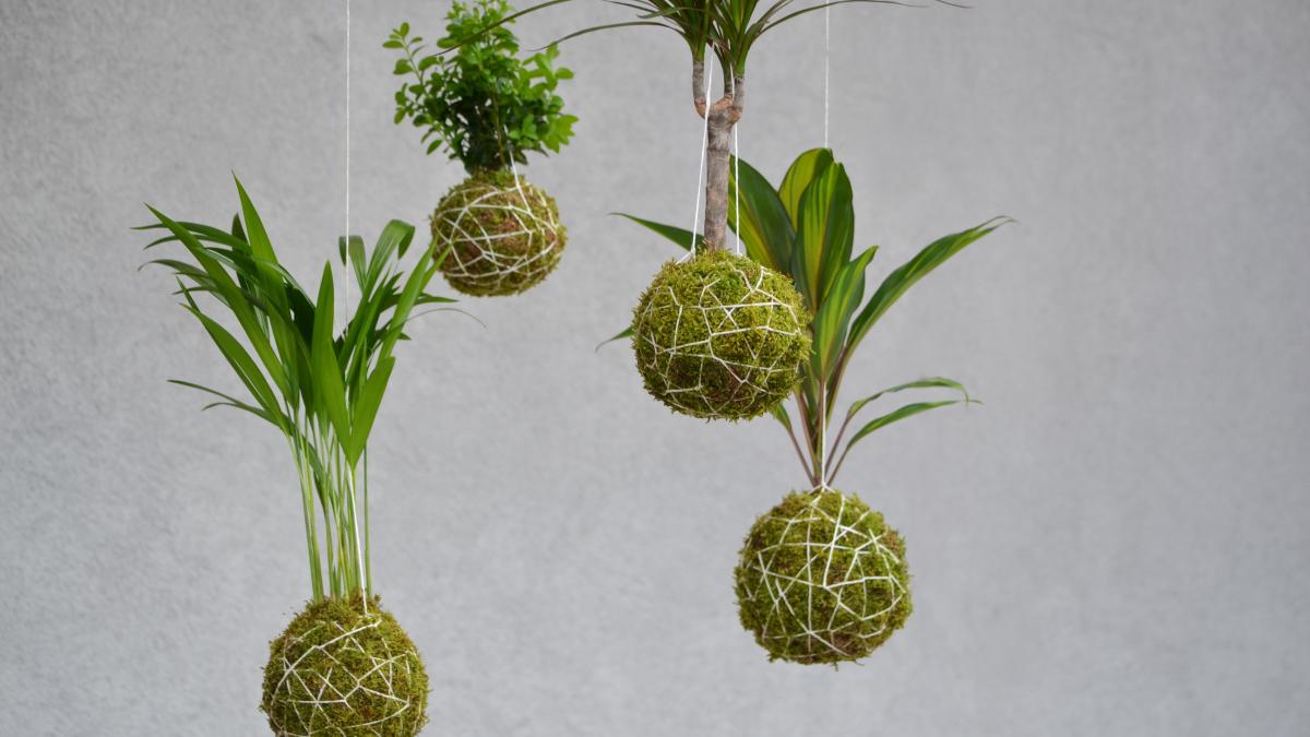 Кокедама Кокедама