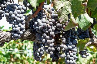 Дренаж в посадочной яме для винограда предотвращает гниение корней — Игорь Колосов