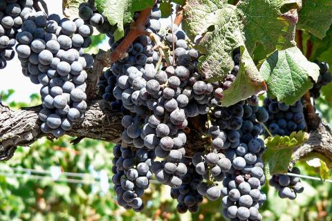 Дренаж в посадочной яме для винограда предотвращает гниение корней — Игорь Колосов