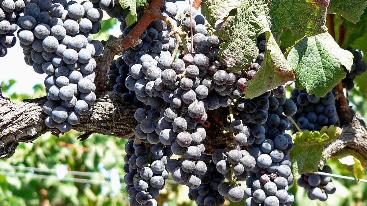 Виноград Виноград