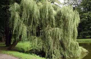 Плакучая ива нуждается в поливе и укрытии от мороза после посадки — советы по уходу от агрономов