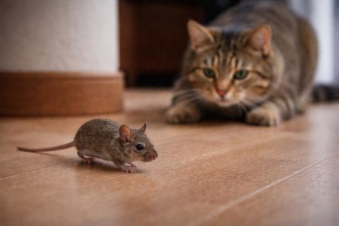 Тихая гавань для мышки: выбор места для кошачьего тайника раскрывает уровень стресса