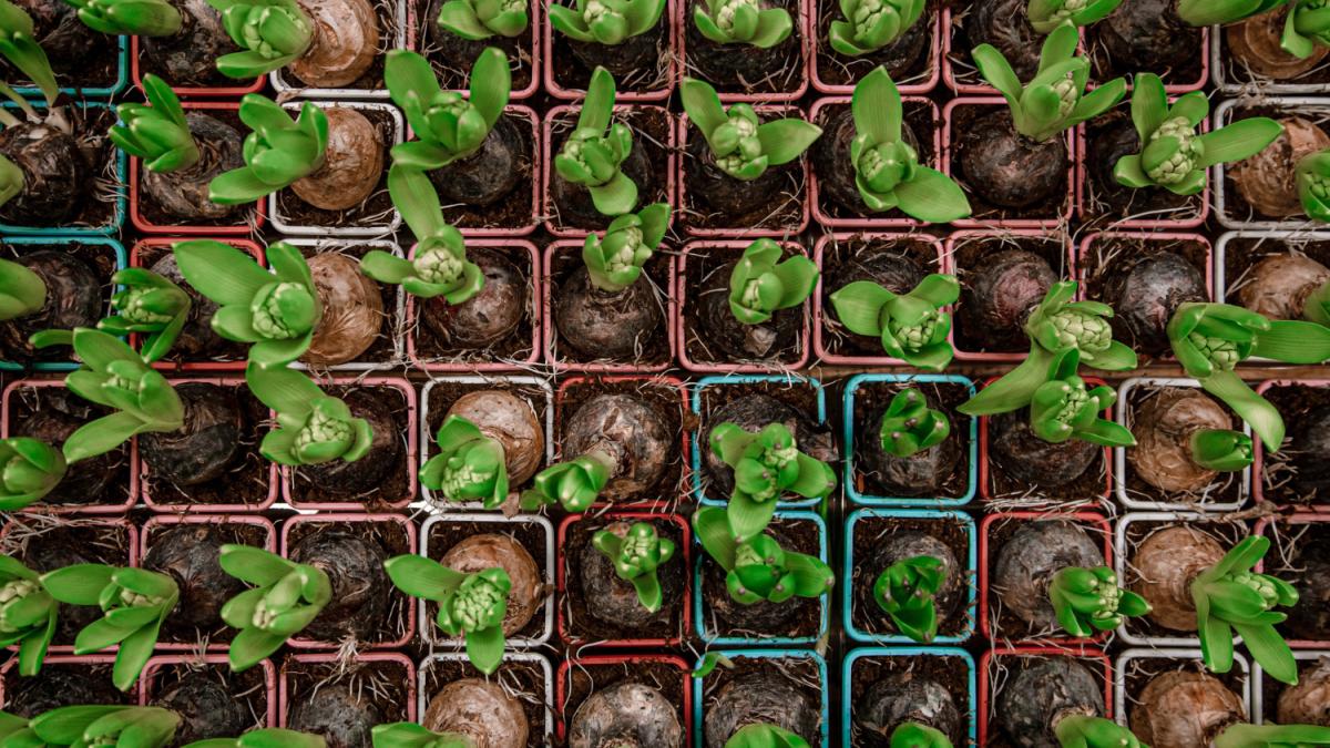 Рассада в стаканчиках Рассада в стаканчиках