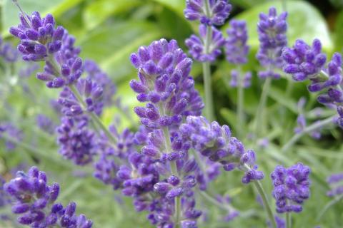 Садовод Лариса Тихонова: для успешной зимовки лаванды важно тепло корней и сухая почва