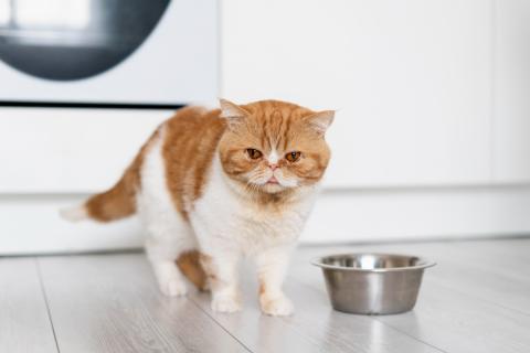 Шесть причин, по которым кошка перестаёт есть сухой корм — мнение специалистов