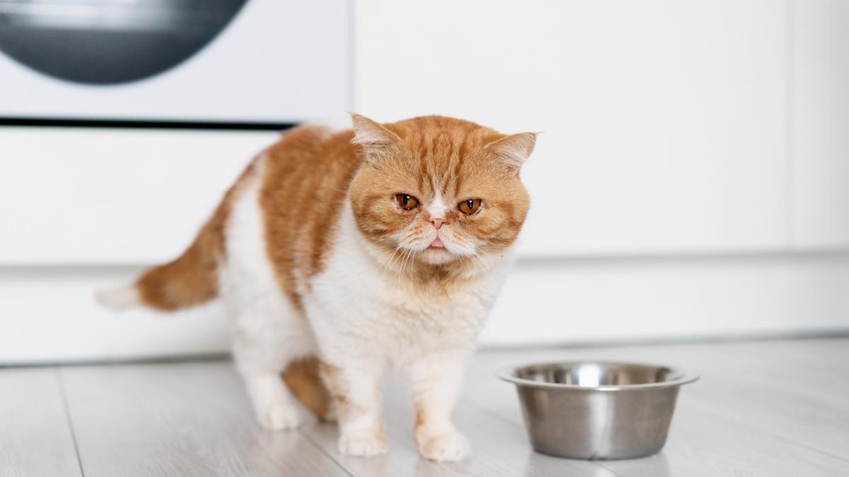 Кот рядом с миской Кот рядом с миской
