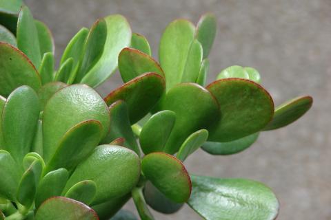 Здоровое нефритовое дерево усиливает благоприятные потоки энергии