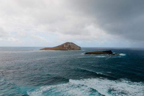 Эволюция среди отходов: сто тысяч тонн пластика сформировали уникальное сообщество в Тихом океане