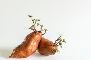 Сладкий картофель можно размножить и вырастить с помощью черенков