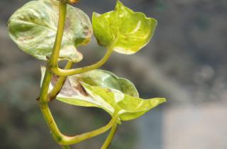 Потос снижает стойкие запахи в спальне — по данным Гарварда