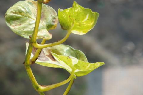 Потос снижает стойкие запахи в спальне — по данным Гарварда