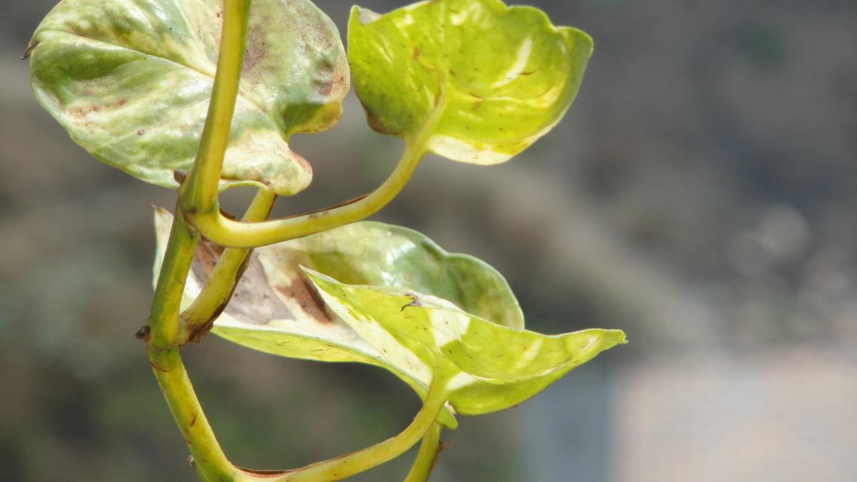 Золотой потос