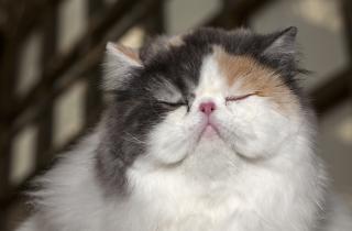 Учёные отмечают: непородистые кошки живут дольше и реже болеют благодаря генетическому разнообразию