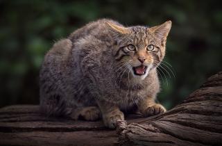 Этот кот красив, как из сказки, но один неверный шаг — и вы узнаете, что такое настоящая дикость