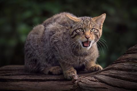 Этот кот красив, как из сказки, но один неверный шаг — и вы узнаете, что такое настоящая дикость