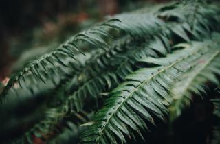 Папоротник образует минерал монацит в своих тканях — Nature