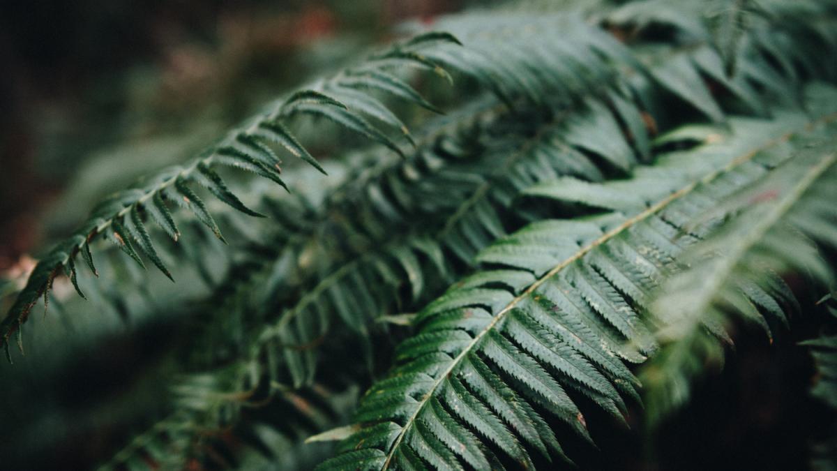 Листья папоротника в саду