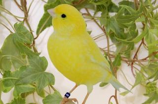 Учёные напомнили: рацион птиц не должен состоять только из семечек — возможны ожирение и болезни печени