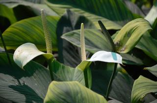 Спатифиллум зацветает обильно когда получает рассеянный свет подходящий грунт и влажность — агроном