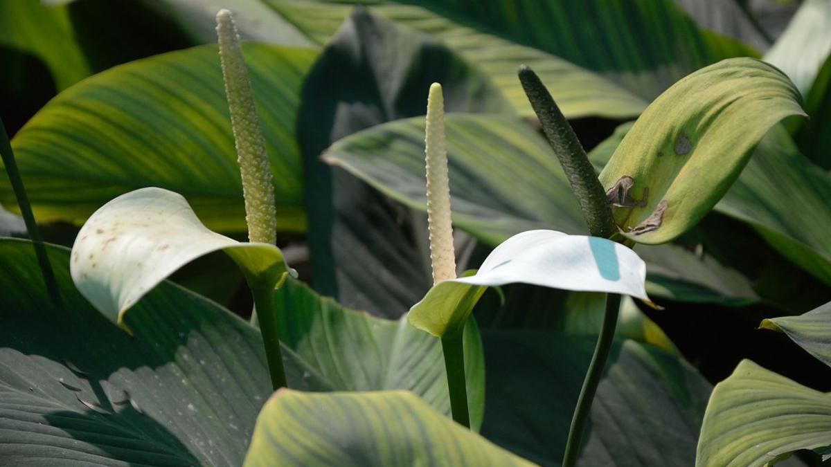 Спатифиллум