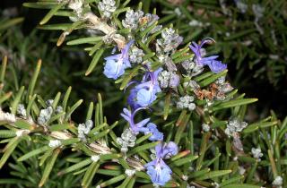 Обрезка старой древесины прекращает рост розмарина, отмечает агроном Арвилла