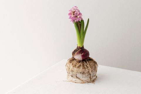 Высокая влажность провоцирует плесень при зимовке луковиц