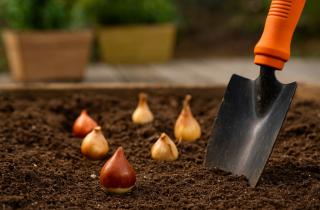 Выгонка тюльпанов зимой позволяет получить яркое праздничное цветение дома — Софья Корнилова