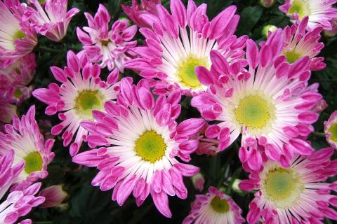 Хризантемы поливают влагозарядковым поливом перед морозами — садоводы