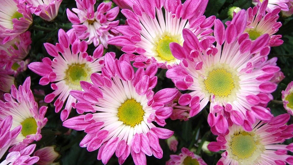 Хризантемы