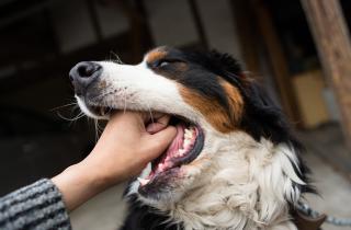 Спикер Венгерской ассоциации собаководов: хамка стала 10-й официальной породой