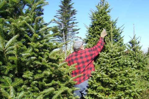 Ель сохраняет свежий лесной запах в квартире — специалисты по озеленению