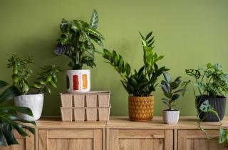 Опрыскивание утром снижает стресс растений от сухого воздуха, отмечают садоводы