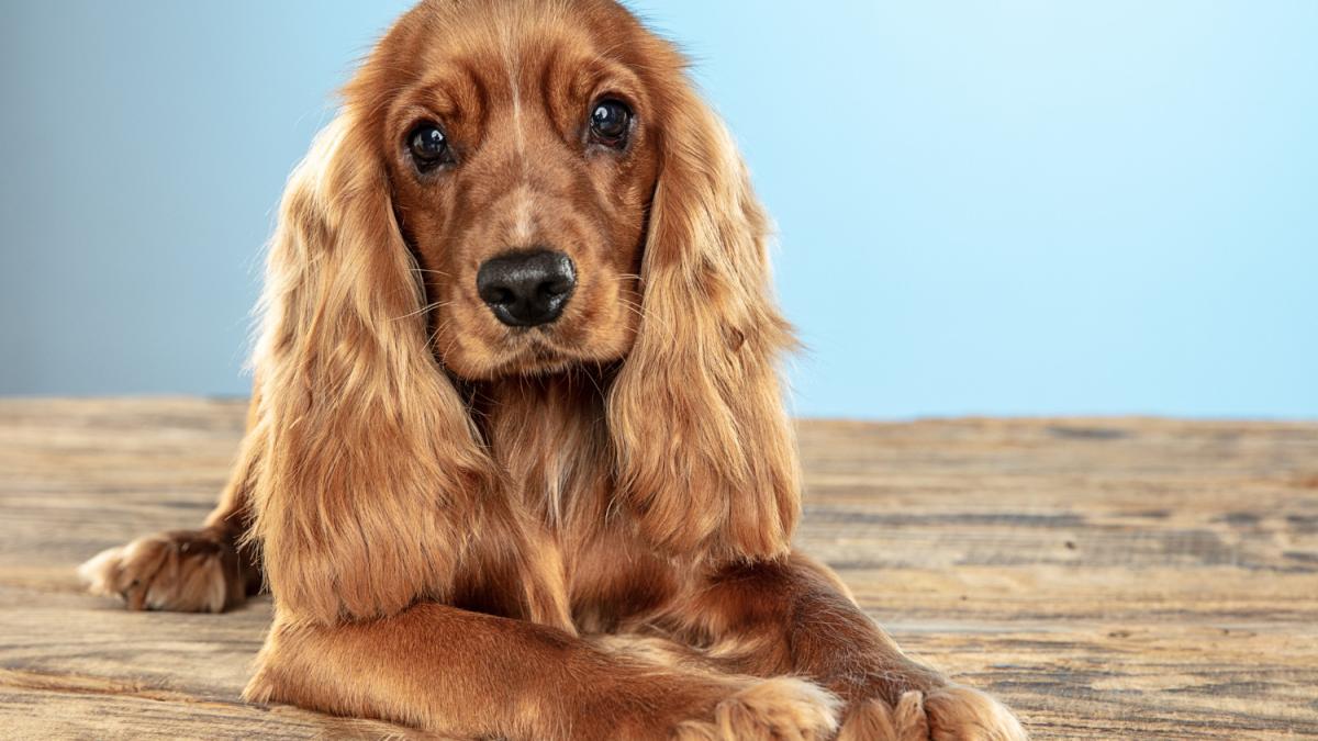 Собака породы спаниель