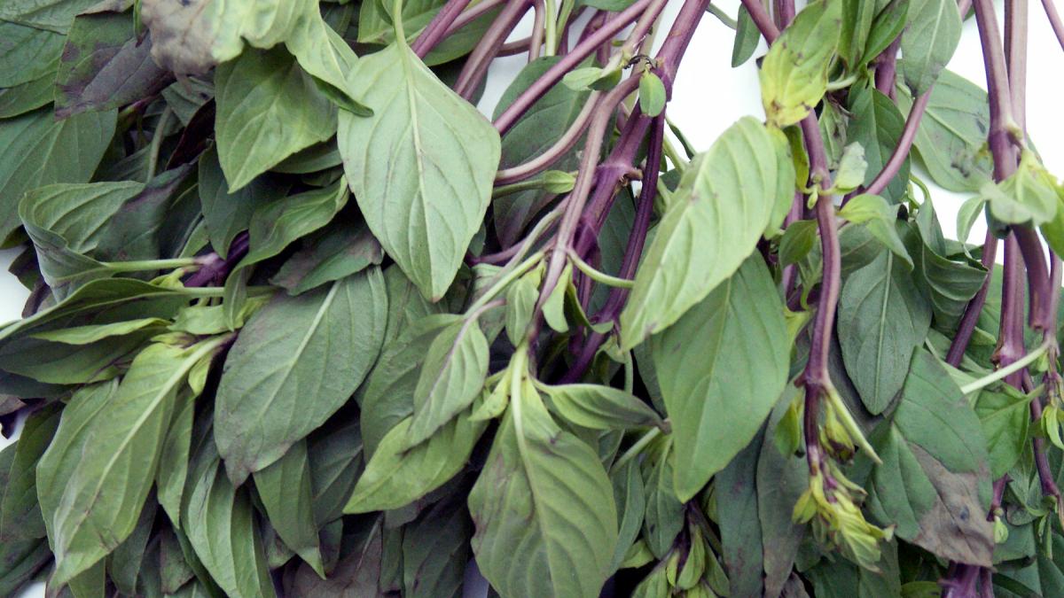 Тайский базилик