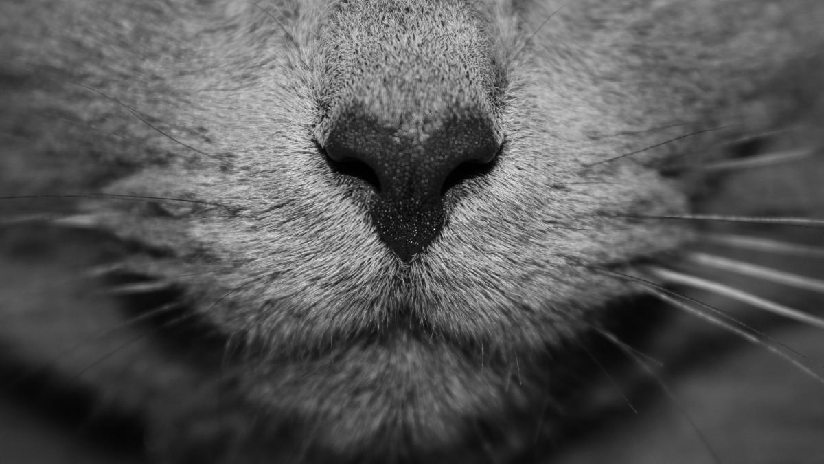 Нос кота
