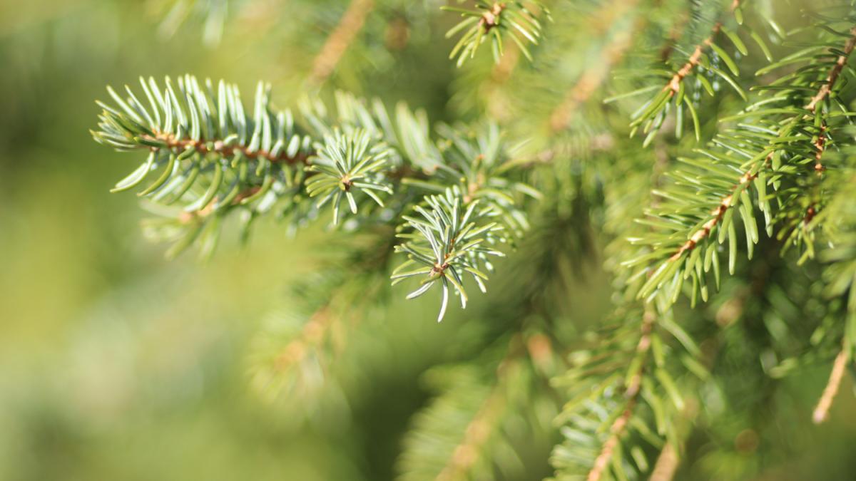 Хвойные ветки