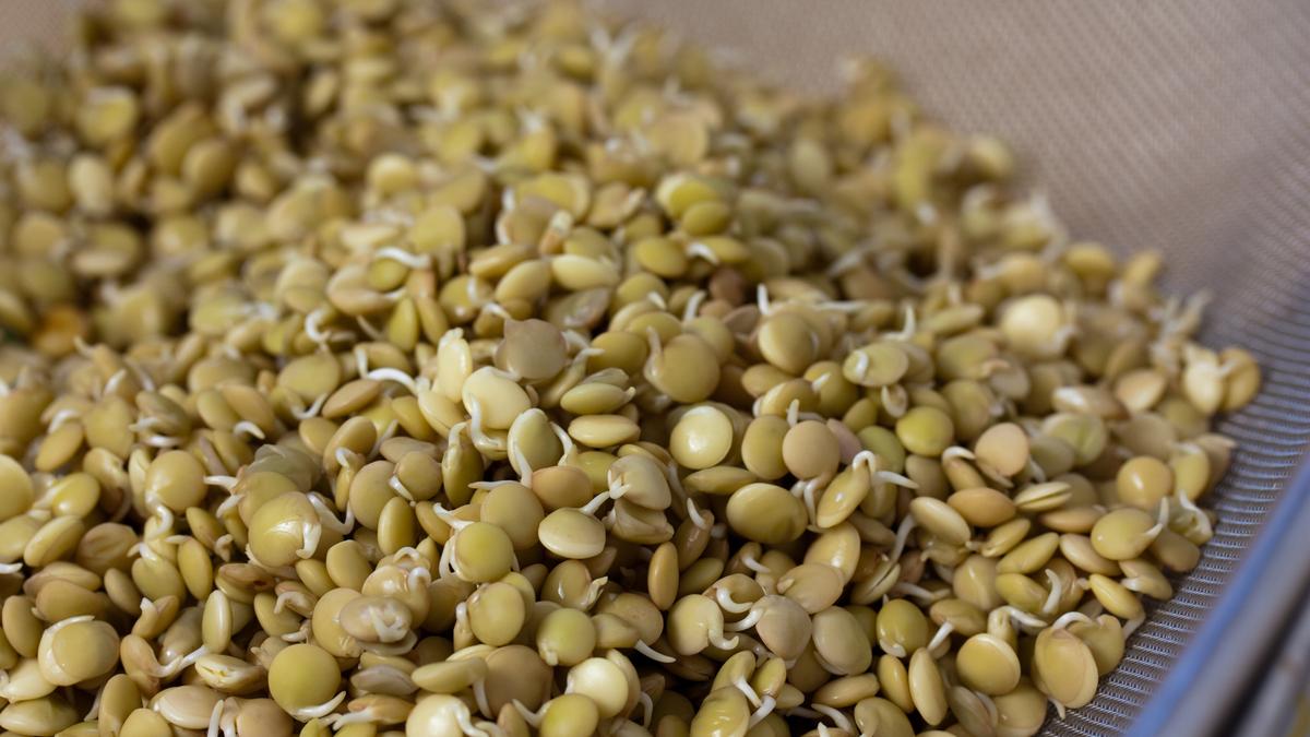Пророщенная чечевица Пророщенная чечевица