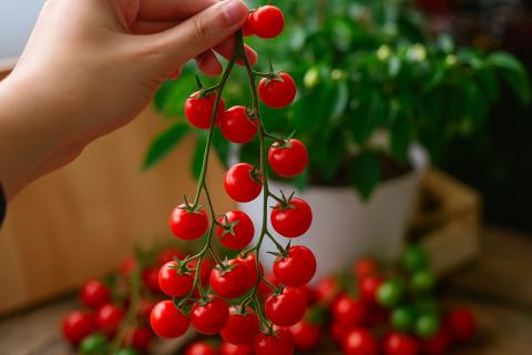 Гном Отчаянный отлично растёт на балконе благодаря компактным размерам куста — Марина Кравченко