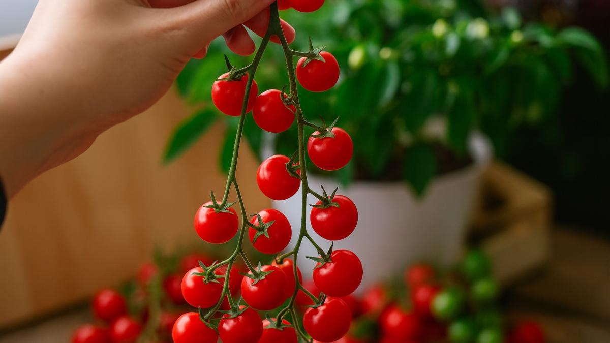 Ветка спелых черри томатов