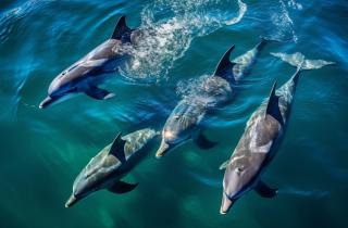 Гринда съедает до 200 кальмаров в день — биологи Гавайского университета