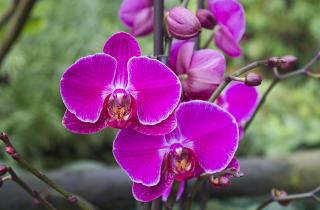 Тёплый погружной полив снижает риск загнивания орхидей зимой — цветоводы