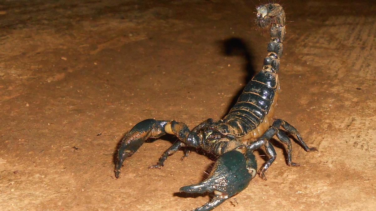Скорпион Скорпион