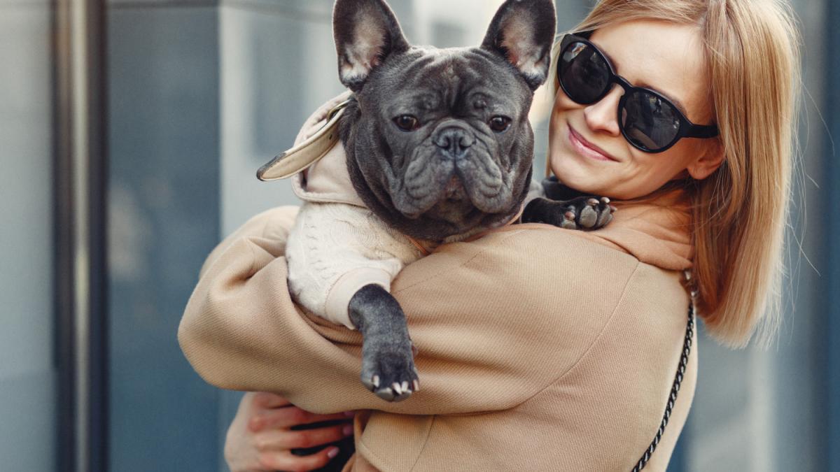 Французский бульдог