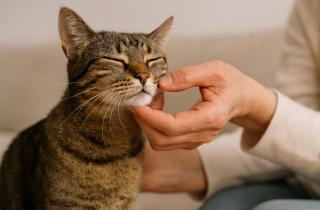 Эксперт Шлемпер сообщил, что треть кошек испытывает тревогу при длительном отсутствии человека