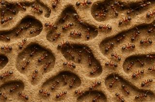 Муравьи-паразиты заставляют рабочих убить свою королеву — Такасуки