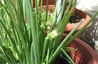 Лук семенами рекомендуют сеять в помещении уже в январе — House Digest