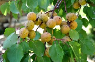 Правильная осенняя посадка абрикосовых косточек повышает всхожесть — Валерия Соколова